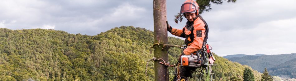 Arborist man with harness cutting a tree, climbing. Copy space.